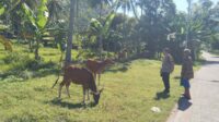 Bhabinkamtibmas Batulayar Barat Aktif Dorong Ketahanan Pangan Masyarakat Melalui Pemanfaatan Pekarang