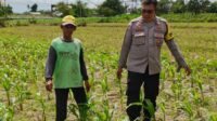 Bhabinkamtibmas Telagawaru Dorong Ketahanan Pangan Warga Paok Kambut