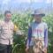 Polsek Gerung Pantau Lahan Jagung Siap Panen di Desa Beleka