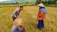 Sinergi Polsek Kuripan dan Petani Iting Langgem, Dukung Swasembada Pangan Lokal