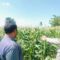 Polri Hadir untuk Pangan: Petani Desa Labuapi Didukung Tanam Jagung di Lahan Kosong