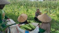Panen Jagung Dusun Jerneng: Polsek Labuapi Dorong Swasembada Pangan Lokal