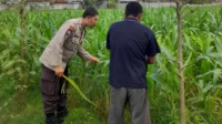 Lombok Barat, NTB – Komitmen Kepolisian Negara Republik Indonesia (Polri) dalam mendukung program ketahanan pangan nasional terus diwujudkan hingga ke tingkat desa. Di wilayah hukum Polres Lombok Barat, upaya nyata ini ditunjukkan melalui peran aktif Bhabinkamtibmas yang intensif mendampingi para petani. Salah satunya adalah kegiatan sambang yang dilakukan oleh Bhabinkamtibmas Desa Gelogor, Aipda Ahyar Haryanto, di Dusun Gelogor Selatan pada hari Rabu, 8 Oktober 2025. Sejak pukul 09.25 Wita, Aipda Ahyar Haryanto telah berada di tengah-tengah warga dan lahan pertanian, khususnya tanaman jagung, yang menjadi komoditas unggulan di daerah tersebut. Kegiatan ini tidak hanya sebatas kunjungan rutin, melainkan merupakan perwujudan sinergi antara aparat keamanan dengan masyarakat dalam menjamin ketersediaan pangan di tingkat lokal. Motivasi dan Pendampingan Langsung di Lahan Pertanian Dalam kunjungannya, Aipda Ahyar Haryanto berinteraksi langsung dengan para petani, melihat dari dekat kondisi tanaman jagung mereka, serta mendengarkan aspirasi dan kendala yang dihadapi. Kehadiran Bhabinkamtibmas di tengah areal persawahan ini memiliki nilai strategis ganda, yaitu menjaga keamanan dan ketertiban masyarakat (Kamtibmas) sekaligus memberikan motivasi dan dukungan moril dalam meningkatkan hasil panen. Petani di Dusun Gelogor Selatan menyambut baik kehadiran Aipda Ahyar Haryanto. Mereka merasa diperhatikan dan mendapatkan suntikan semangat untuk lebih giat dalam mengelola lahan. Tanaman jagung yang menjadi fokus sambang kali ini diharapkan dapat berkontribusi signifikan terhadap pasokan pangan, baik untuk kebutuhan lokal maupun nasional. Polri Dorong Peningkatan Semangat Bertani Warga Peran Bhabinkamtibmas dalam program ketahanan pangan merupakan bagian integral dari tugas tambahan Polri. Mereka berfungsi sebagai jembatan komunikasi yang efektif antara program-program pemerintah di sektor pertanian dengan implementasinya di masyarakat petani. Hal ini sejalan dengan arahan pimpinan Polri untuk menjadikan personel di lapangan sebagai motor penggerak pembangunan dan kesejahteraan masyarakat. Kepala Bagian Sumber Daya Manusia (Kabag SDM) Polres Lombok Barat, AKP Taufik Hidayat, S.H., menegaskan bahwa dukungan terhadap sektor pertanian adalah prioritas. Beliau menyoroti pentingnya peran Bhabinkamtibmas sebagai ujung tombak dalam mencapai sasaran ketahanan pangan. “Kami dari Polres Lombok Barat sangat serius mendukung program pemerintah di bidang ketahanan pangan. Kehadiran Bhabinkamtibmas seperti Aipda Ahyar Haryanto di Desa Gelogor adalah bukti nyata komitmen kami,” ujar AKP Taufik Hidayat, S.H. Beliau melanjutkan, “Kami berharap para petani di Gelogor, khususnya yang membudidayakan jagung, terus semangat dan konsisten dalam merawat tanamannya. Aipda Ahyar Haryanto bertugas untuk memotivasi mereka agar lebih giat dalam bertani, karena keberhasilan pertanian adalah fondasi utama dari ketahanan pangan daerah kita.” Kontribusi Jagung dalam Mewujudkan Swasembada Pangan Komoditas jagung memiliki peran vital sebagai salah satu penopang utama kebutuhan pangan dan pakan di Indonesia. Peningkatan produksi jagung di daerah seperti Gelogor, Lombok Barat, secara langsung akan memperkuat swasembada pangan nasional dan stabilitas harga komoditas. Melalui kegiatan sambang ini, Bhabinkamtibmas juga menyampaikan pesan-pesan yang bersifat edukatif. Selain memberikan dorongan, mereka turut mengingatkan petani mengenai pentingnya pola tanam yang efisien, penggunaan bibit unggul, serta upaya pencegahan gangguan keamanan di lahan pertanian. Kolaborasi dengan instansi terkait, seperti Penyuluh Pertanian Lapangan (PPL), akan terus diperkuat untuk memberikan bimbingan teknis yang optimal kepada warga. Dengan sinergi yang kuat antara Polri, khususnya Bhabinkamtibmas, dan seluruh elemen masyarakat petani, diharapkan Desa Gelogor dapat menjadi contoh keberhasilan dalam mewujudkan masyarakat yang mandiri secara pangan, sehat, dan sejahtera. Keaktifan Aipda Ahyar Haryanto dalam mendampingi petani menjadi cerminan bahwa aparat keamanan tidak hanya bertugas menjaga keamanan, tetapi juga menjadi mitra strategis dalam upaya meningkatkan kesejahteraan dan ketahanan pangan bangsa.