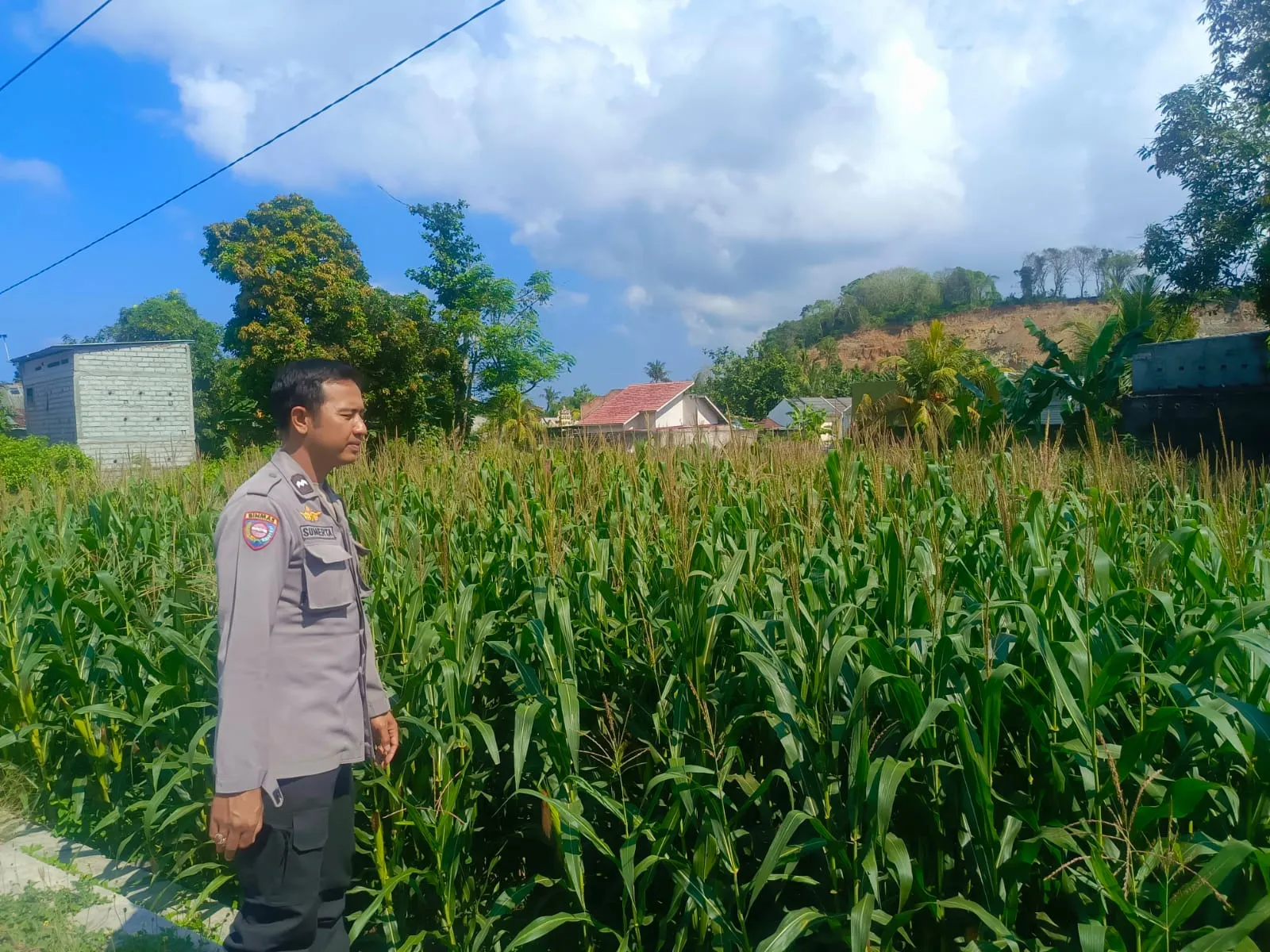 Kehadiran Polisi di Ladang Jagung, Bukti Sinergi Polri dan Petani di Lombok Barat