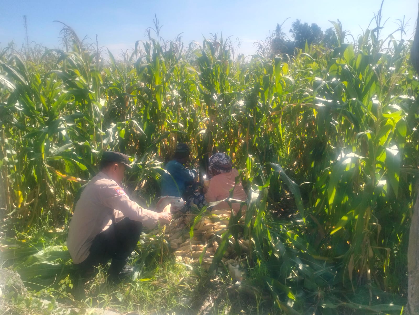 Jagung Lelede Panen Raya, Polri Pastikan Proses Aman dan Harga Stabil