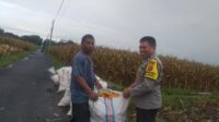 WhatsApp Image 2025-11-11 at 11.56.01 Harga Jagung di Lombok Barat: Polisi Imbau Petani Jual ke Bulog