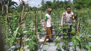 Benteng Pangan Mikro: Bhabinkamtibmas Motivasi Warga Lombok Barat Garap Lahan Produktif