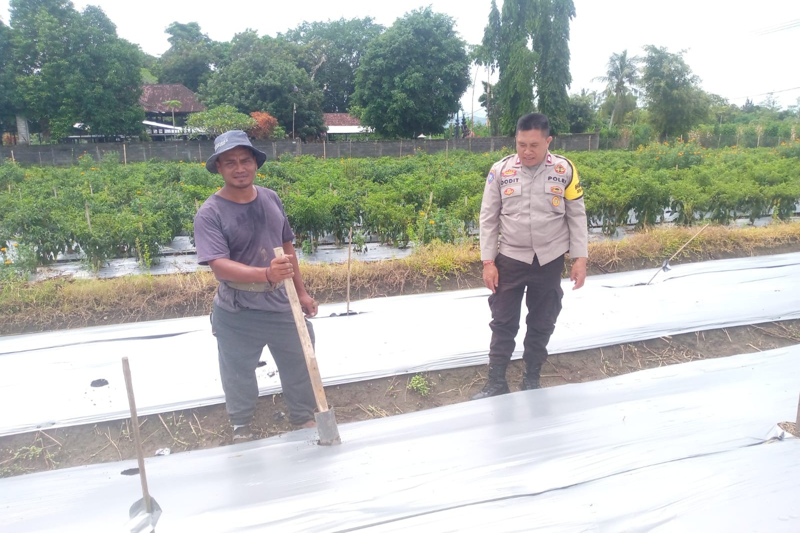 Aksi Nyata Bhabinkamtibmas Lombok Barat Dukung Ketahanan Pangan Nasional